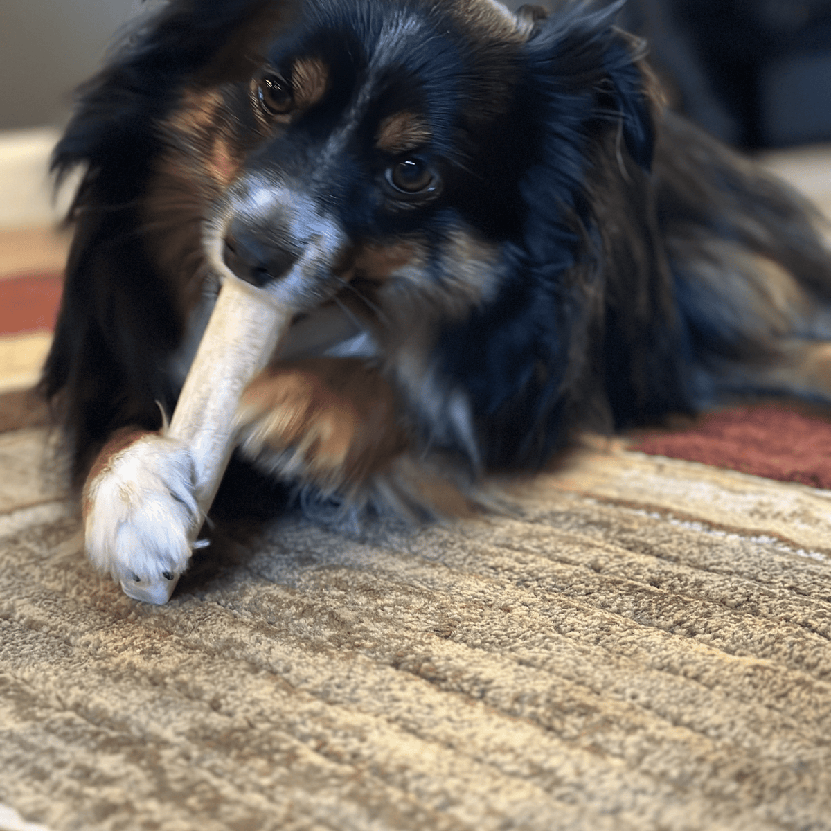 Elk Antler Dog Chews – All-Natural Whole and Split Elk Antler Chews for Dogs