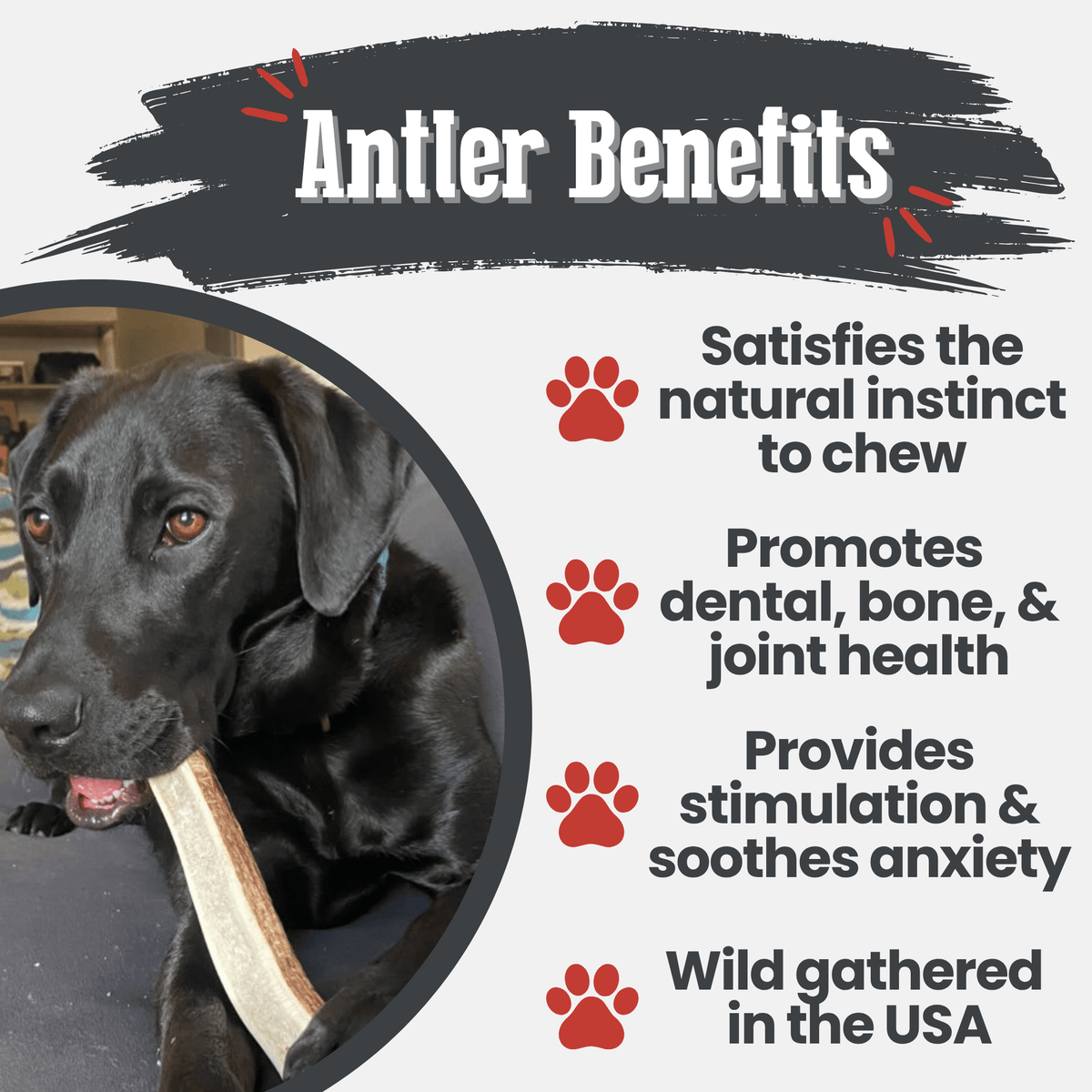 Elk Antler Dog Chews – All-Natural Whole and Split Elk Antler Chews for Dogs