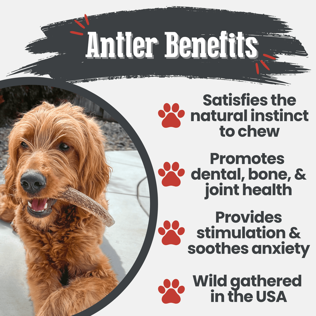 Elk Antler Dog Chews – All-Natural Whole and Split Elk Antler Chews for Dogs