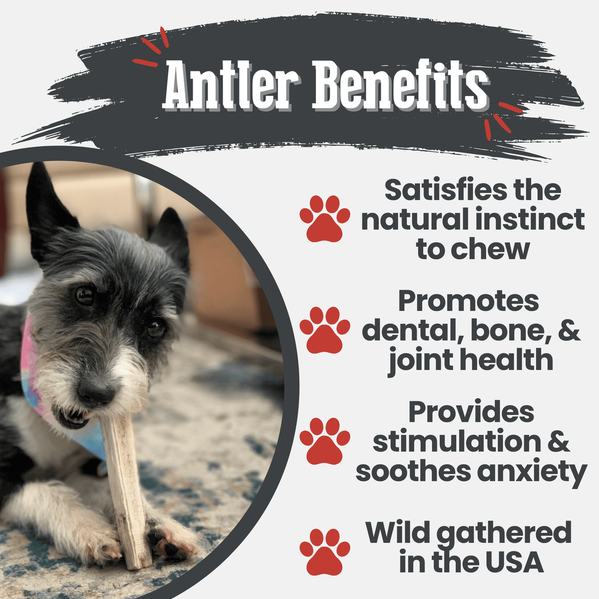 Elk Antler Dog Chews – All-Natural Whole and Split Elk Antler Chews for Dogs