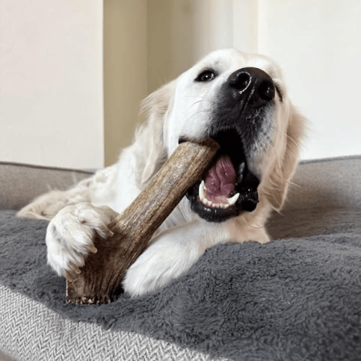 Elk Antler Dog Chews – All-Natural Whole and Split Elk Antler Chews for Dogs