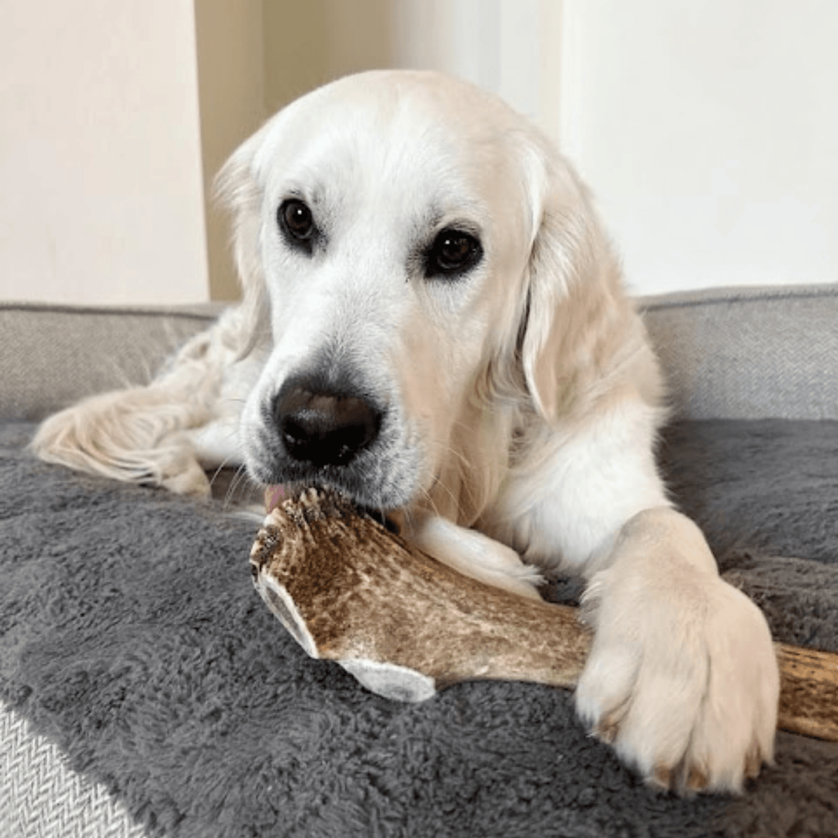 Elk Antler Dog Chews – All-Natural Whole and Split Elk Antler Chews for Dogs