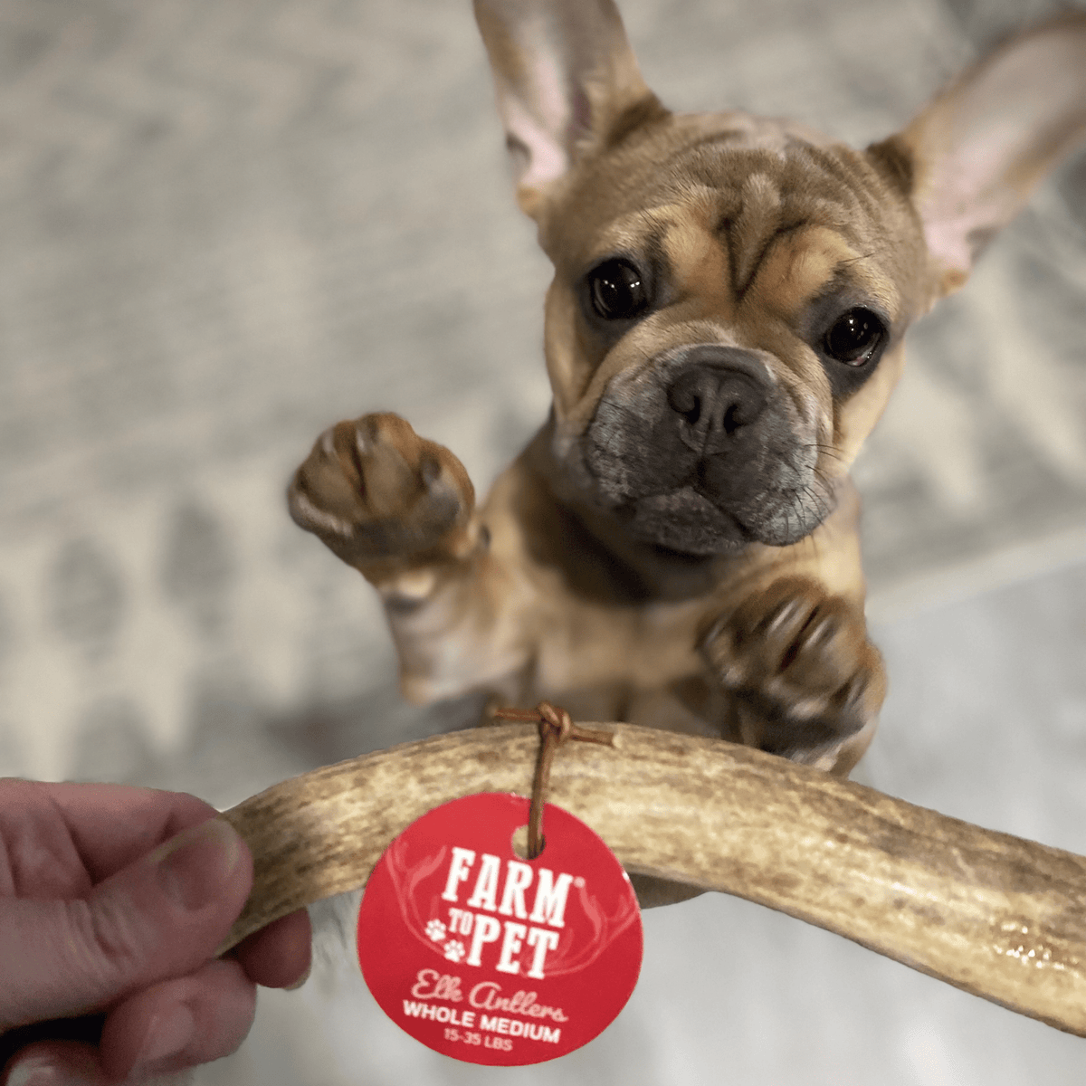 Elk Antler Dog Chews – All-Natural Whole and Split Elk Antler Chews for Dogs