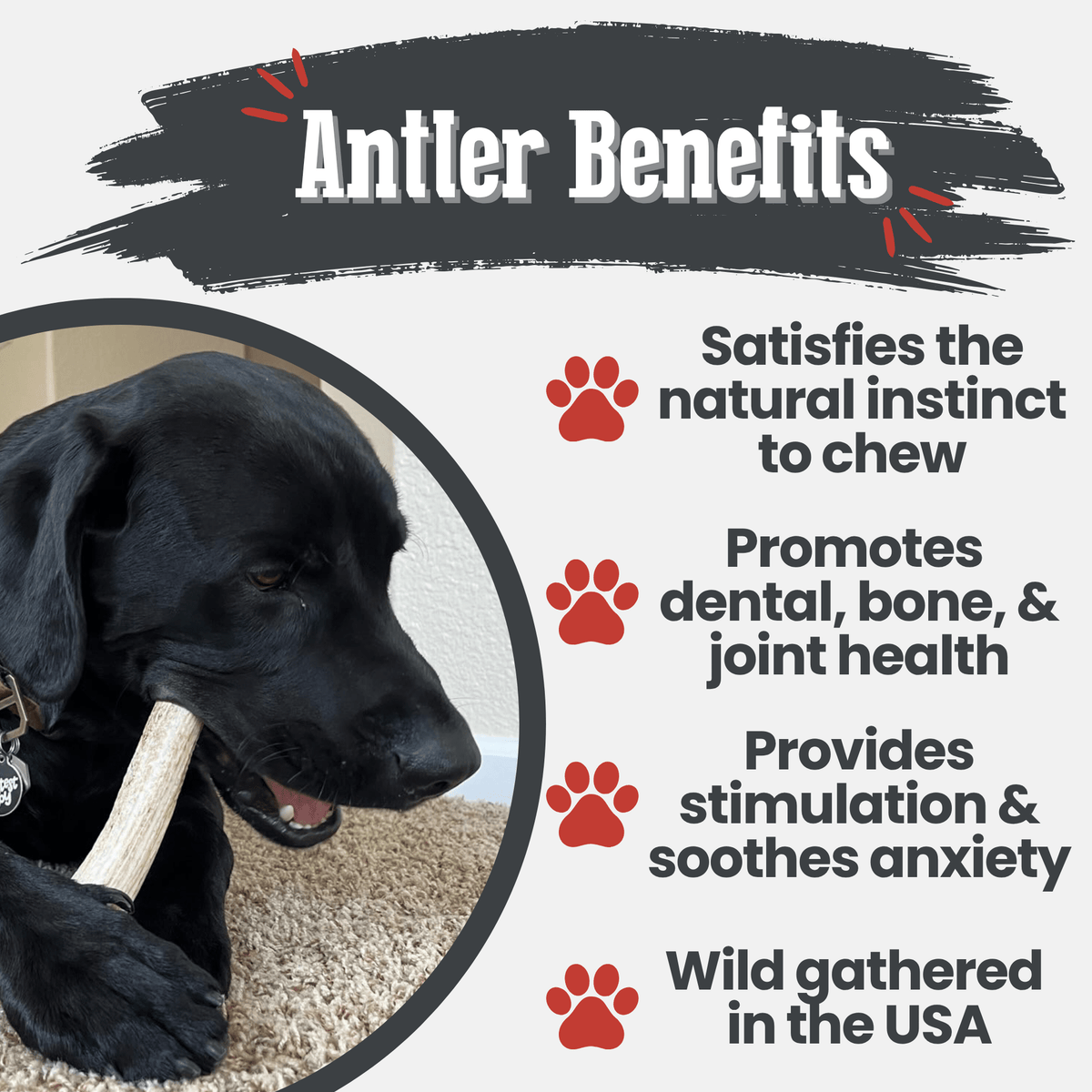 Elk Antler Dog Chews – All-Natural Whole and Split Elk Antler Chews for Dogs