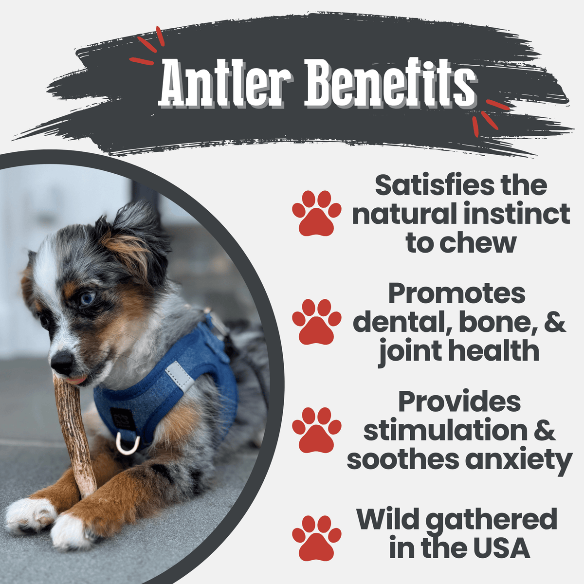 Elk Antler Dog Chews – All-Natural Whole and Split Elk Antler Chews for Dogs