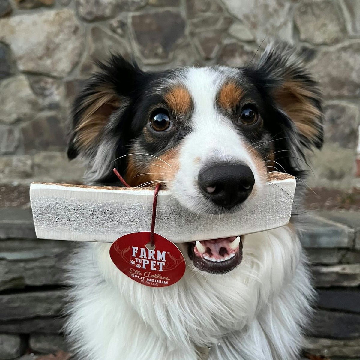 Elk Antler Dog Chews – All-Natural Whole and Split Elk Antler Chews for Dogs