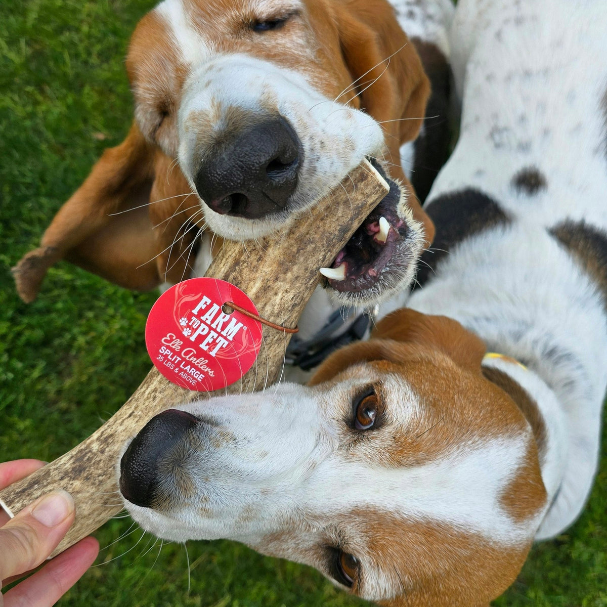 Elk Antler Dog Chews – All-Natural Whole and Split Elk Antler Chews for Dogs
