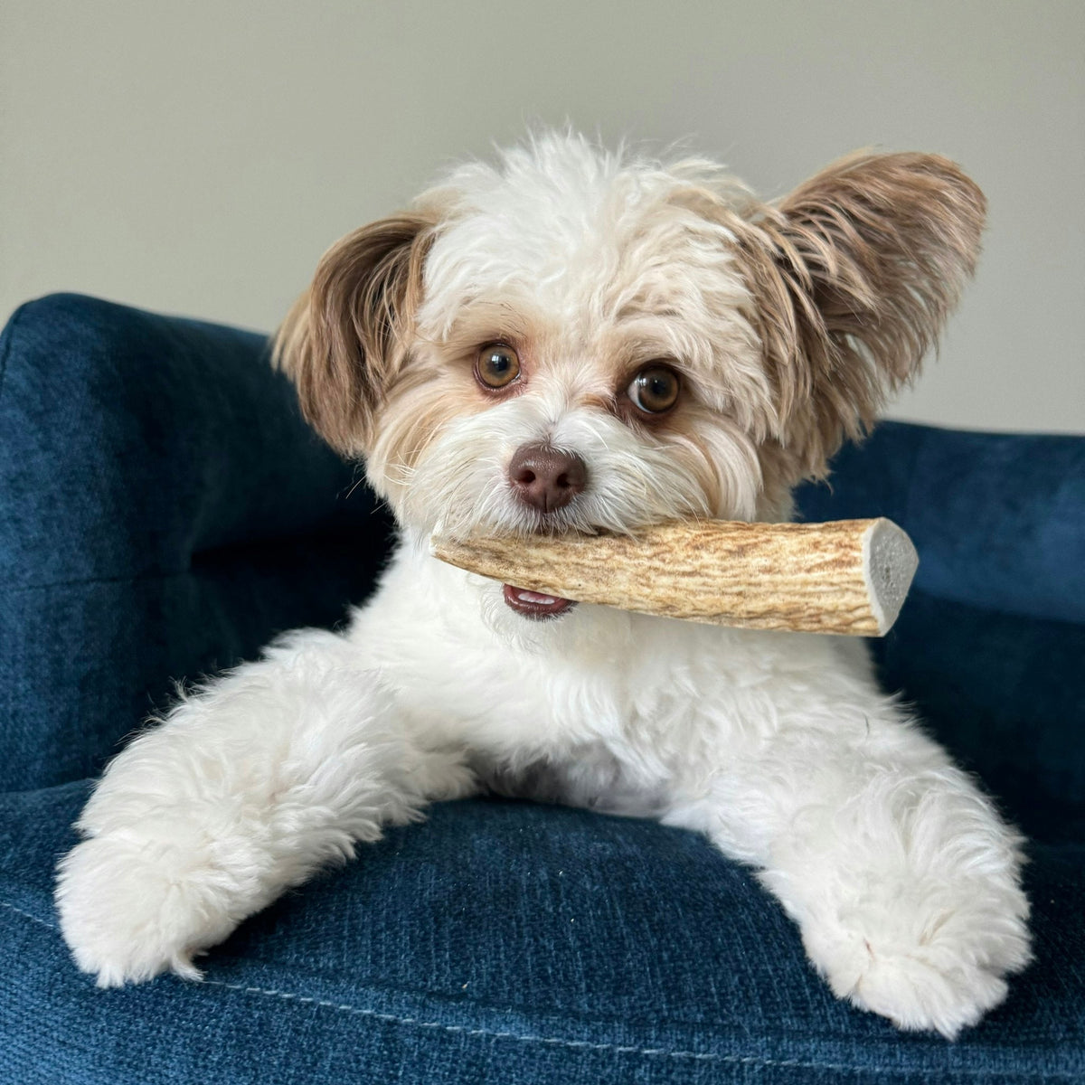 Elk Antler Dog Chews – All-Natural Whole and Split Elk Antler Chews for Dogs