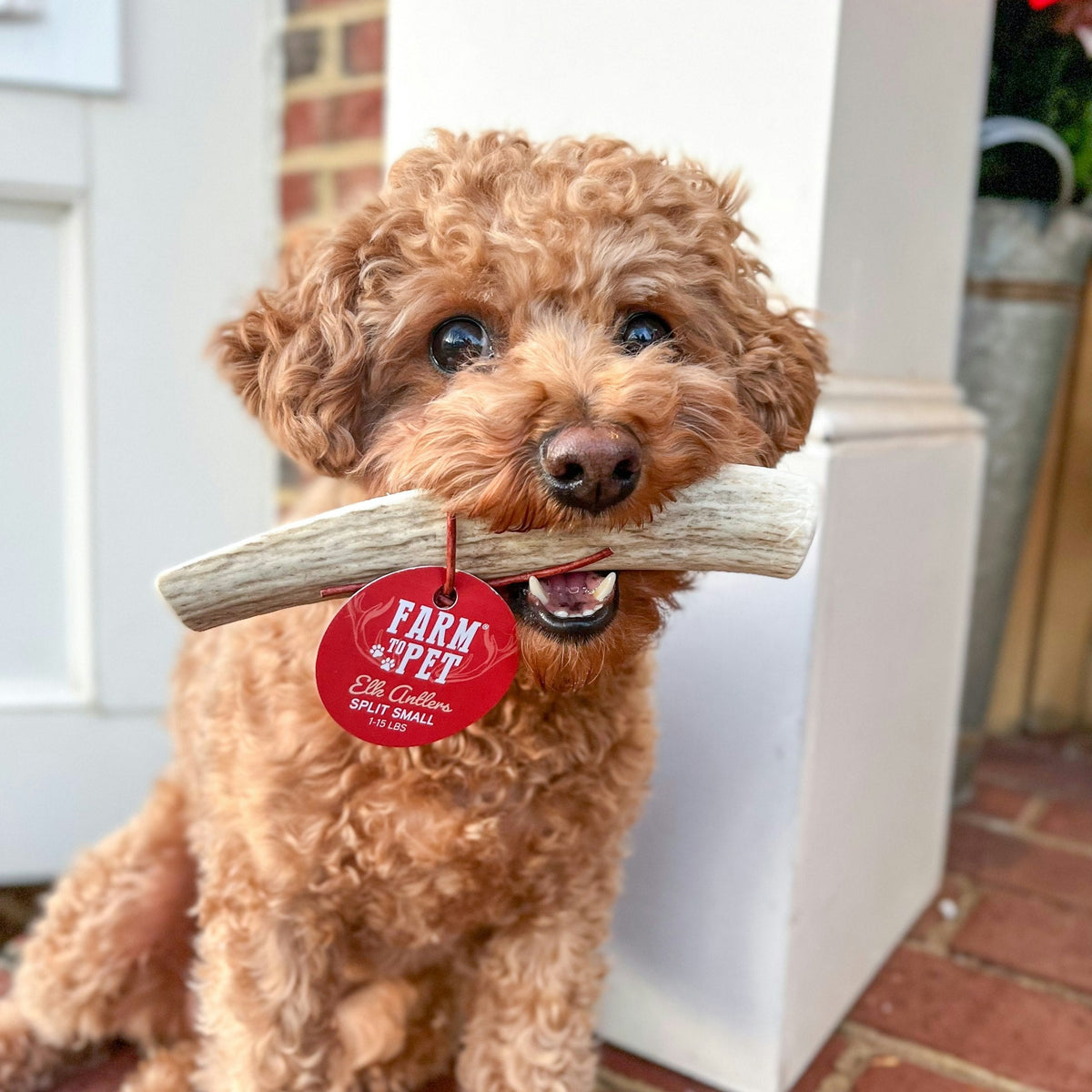 Elk Antler Dog Chews – All-Natural Whole and Split Elk Antler Chews for Dogs