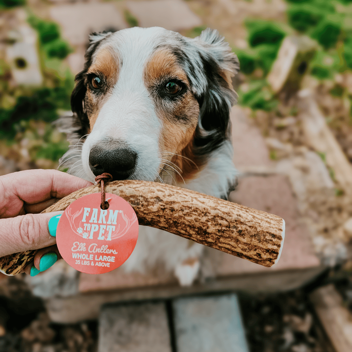 Elk Antler Dog Chews – All-Natural Whole and Split Elk Antler Chews for Dogs
