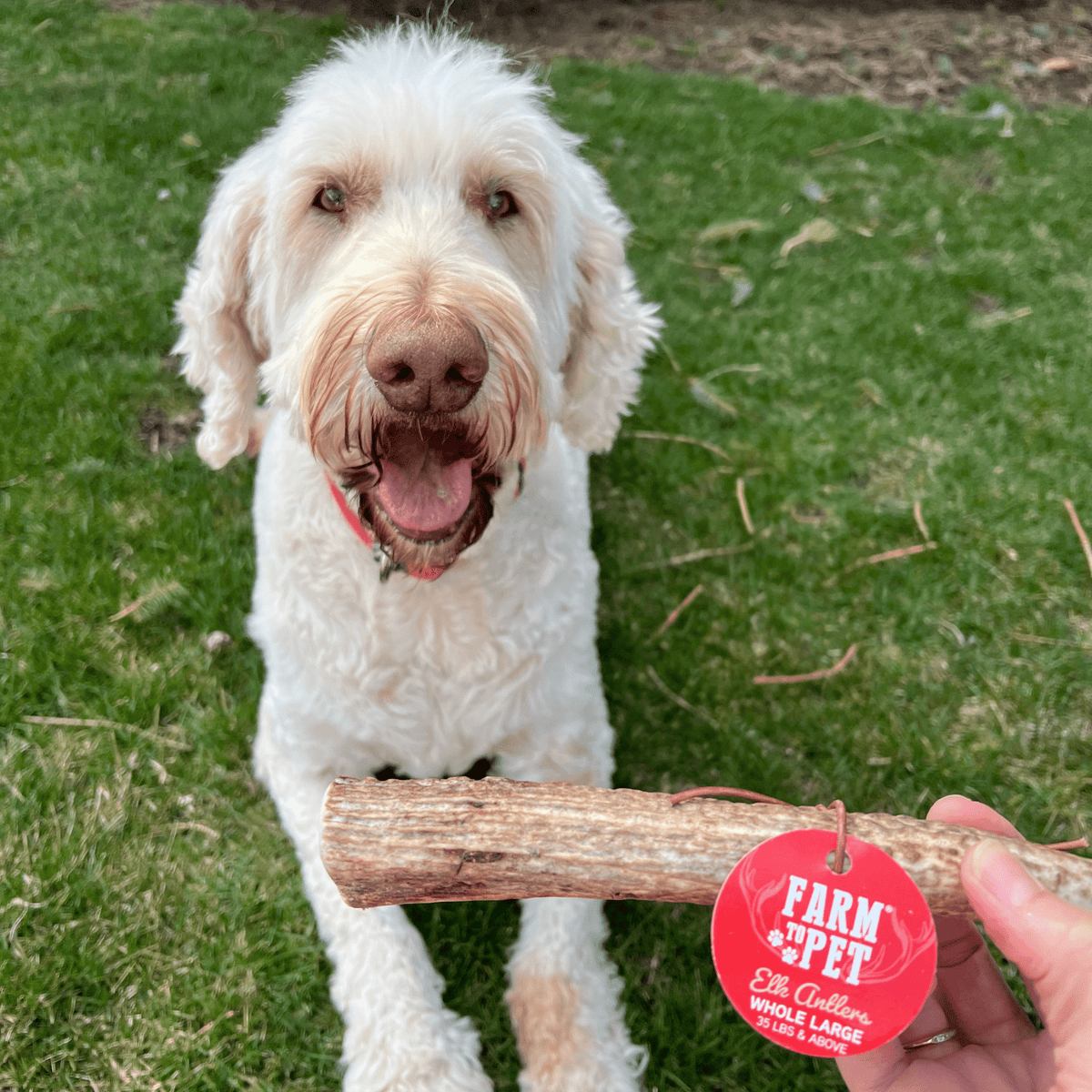 Elk Antler Dog Chews – All-Natural Whole and Split Elk Antler Chews for Dogs