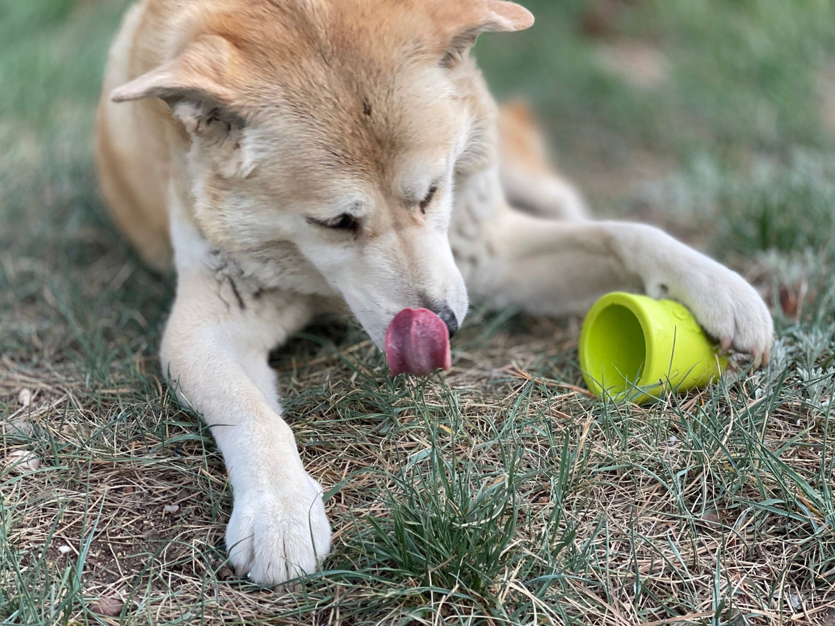 Large Flower Pot eCup – Dog Treat Dispenser & Enrichment Toy 🌸🐾