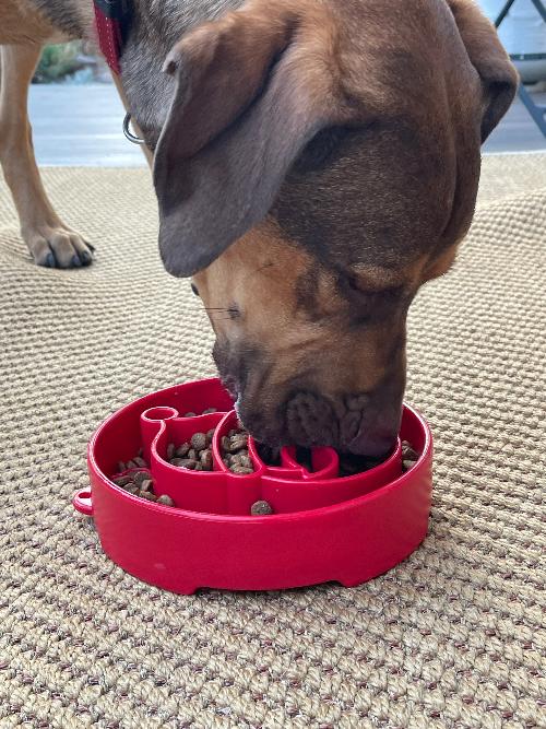 Santa Christmas eBowl – Deep Slow Feeder & Enrichment Bowl 🎅🐾