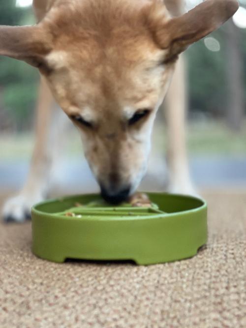 Pine Tree Christmas eBowl – Deep Slow Feeder & Enrichment Bowl 🎄🐾 USA Made