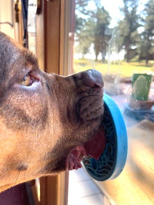 Turtle eMat-Mini – Suction Cup Lick Mat for Small Dogs & Cats 🐢🐾