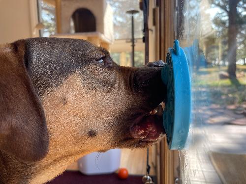 Turtle eMat-Mini – Suction Cup Lick Mat for Small Dogs & Cats 🐢🐾