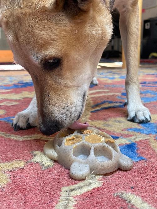 Turtle eChew — Ultra-Durable Nylon Chew and Enrichment Toy for Dogs