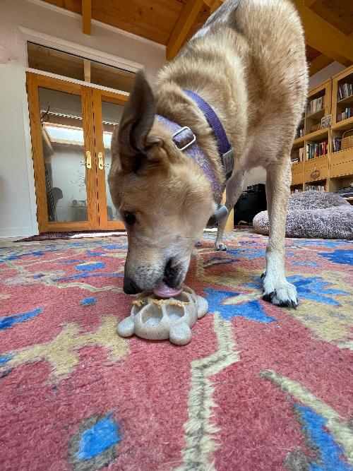 Turtle eChew — Ultra-Durable Nylon Chew and Enrichment Toy for Dogs