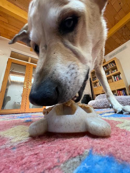 Turtle eChew — Ultra-Durable Nylon Chew and Enrichment Toy for Dogs