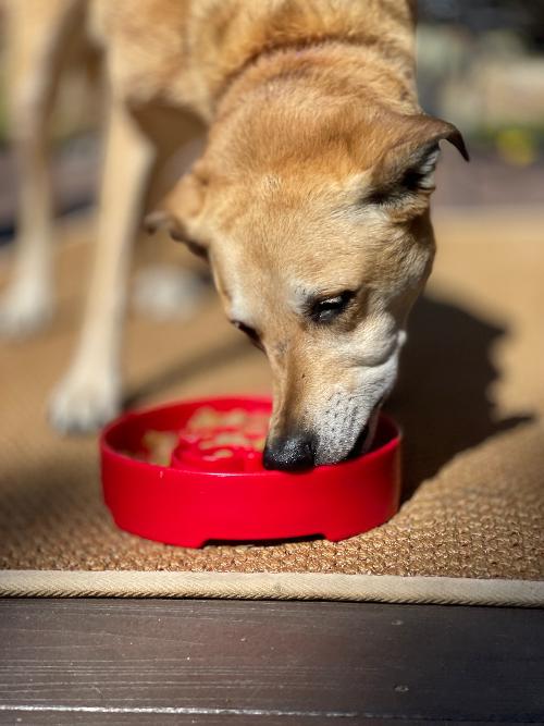 Santa Christmas eBowl – Deep Slow Feeder & Enrichment Bowl 🎅🐾