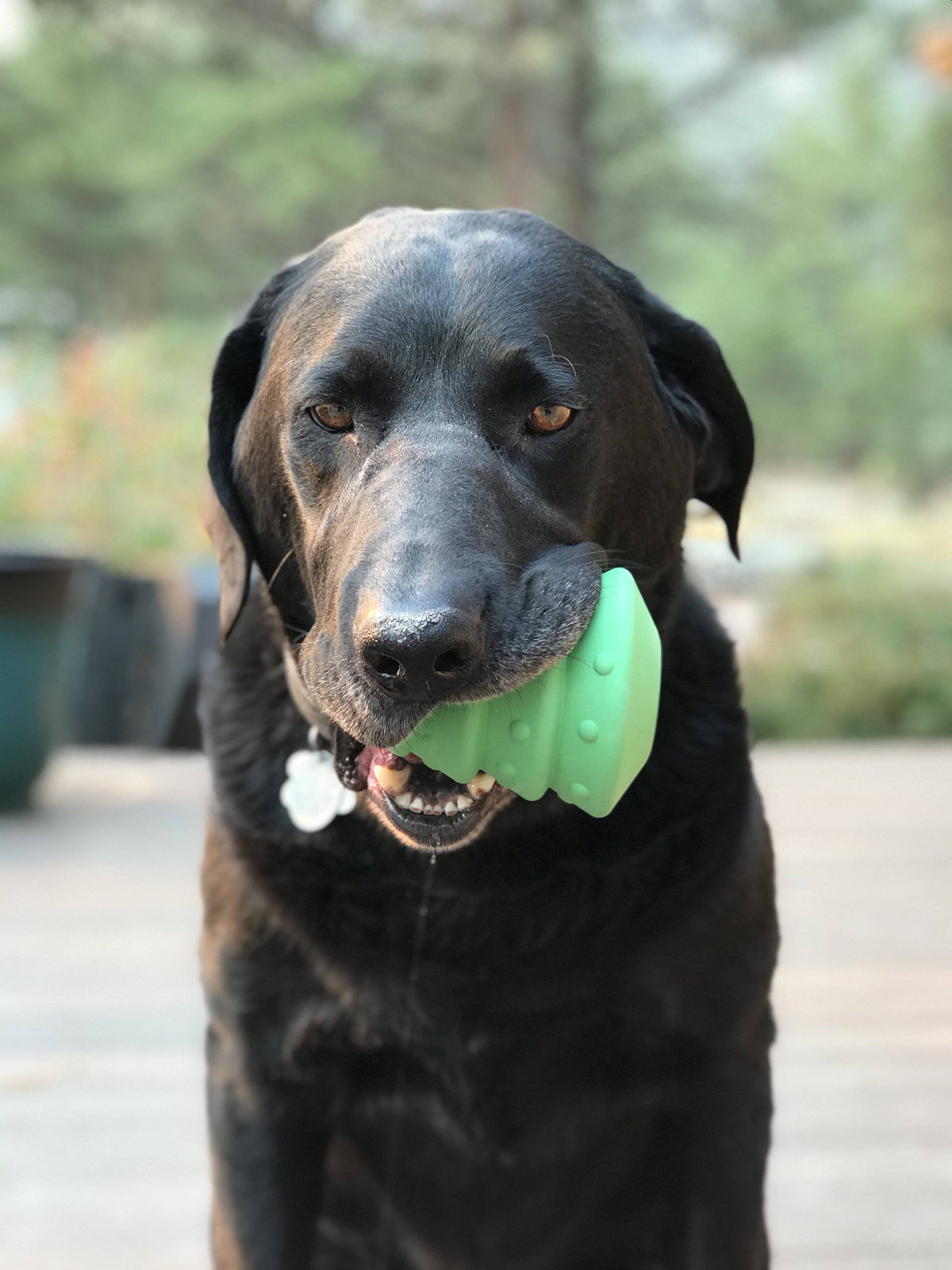 Christmas Tree eDispenser – Rubber Chew & Treat Toy 🎄🐾