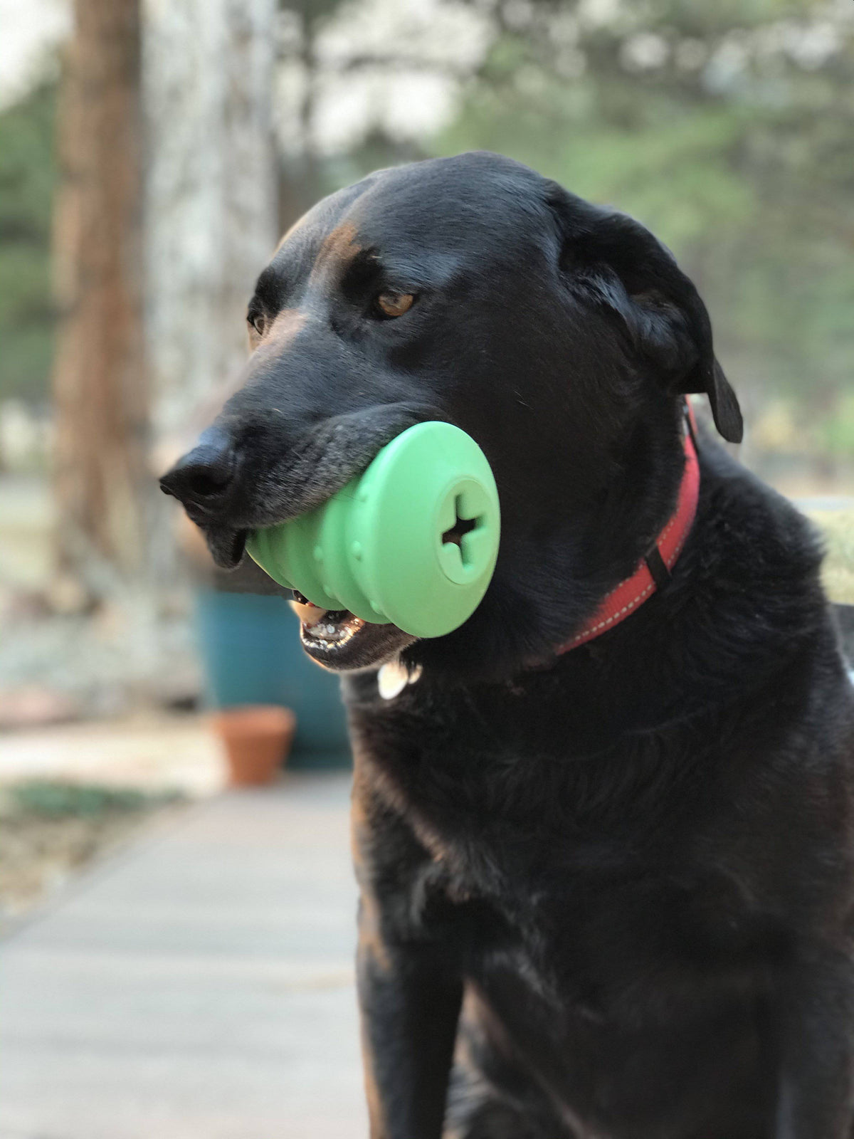 Christmas Tree eDispenser – Rubber Chew & Treat Toy 🎄🐾