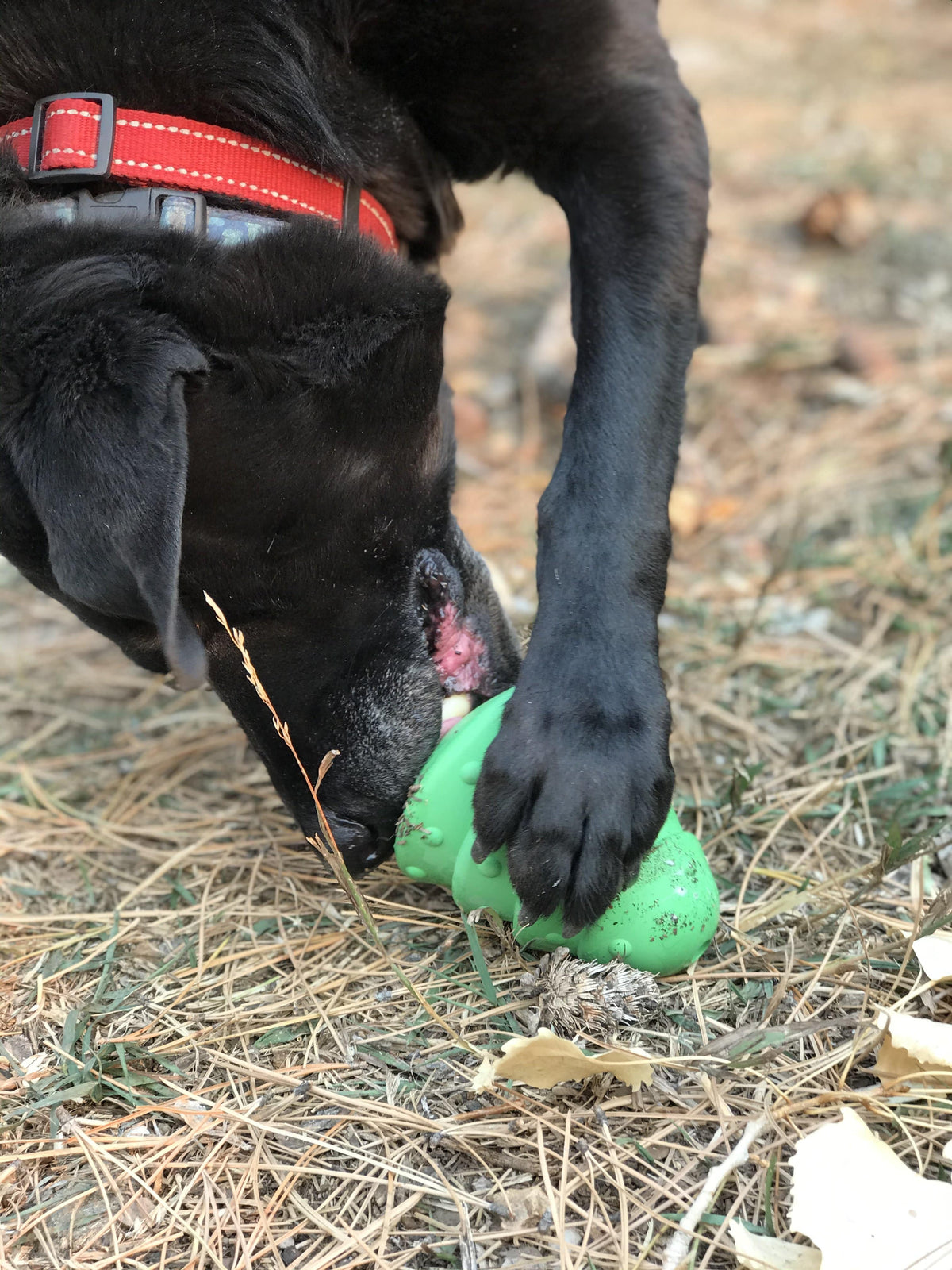 Christmas Tree eDispenser – Rubber Chew & Treat Toy 🎄🐾