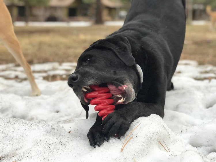 Christmas Tree Nylon Dog Chew & Enrichment Toy 🎄🐶